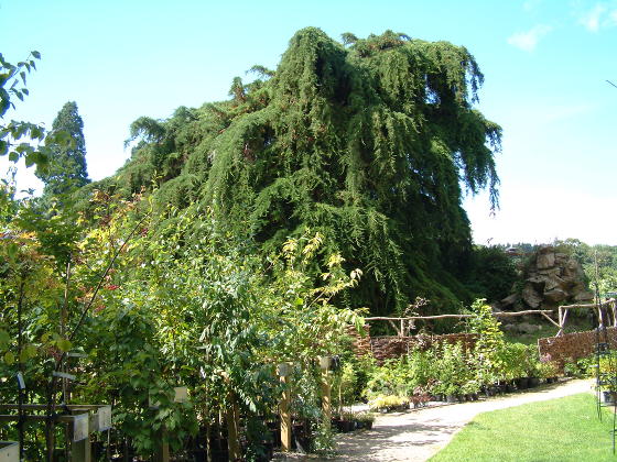 A large cypress